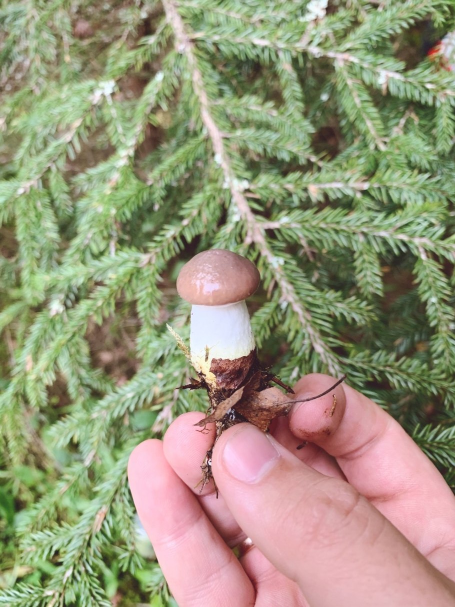 Мокруха Еловая (Gomphidius glutinosus)