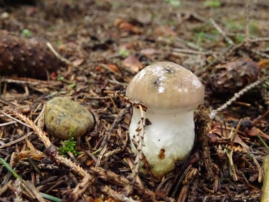 Мокруха пятнистая гриб