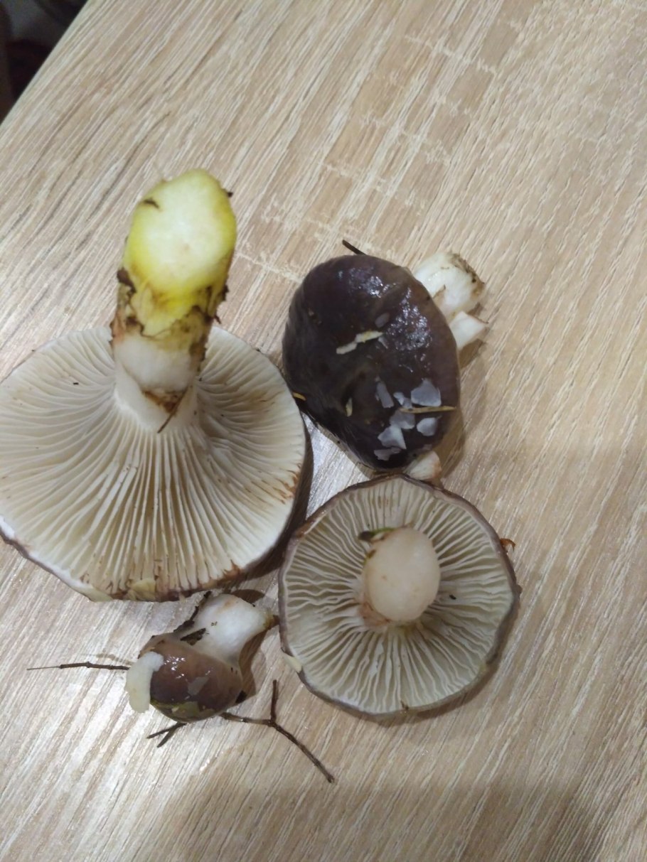 Гриб с липкой шляпкой