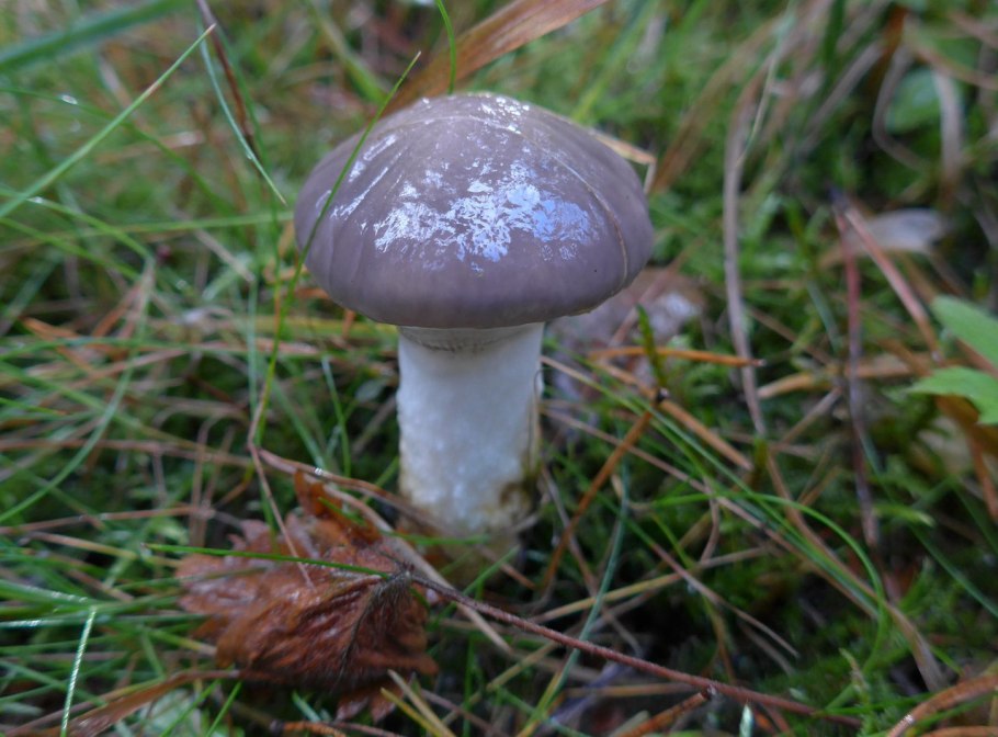 Мокруха Еловая гриб