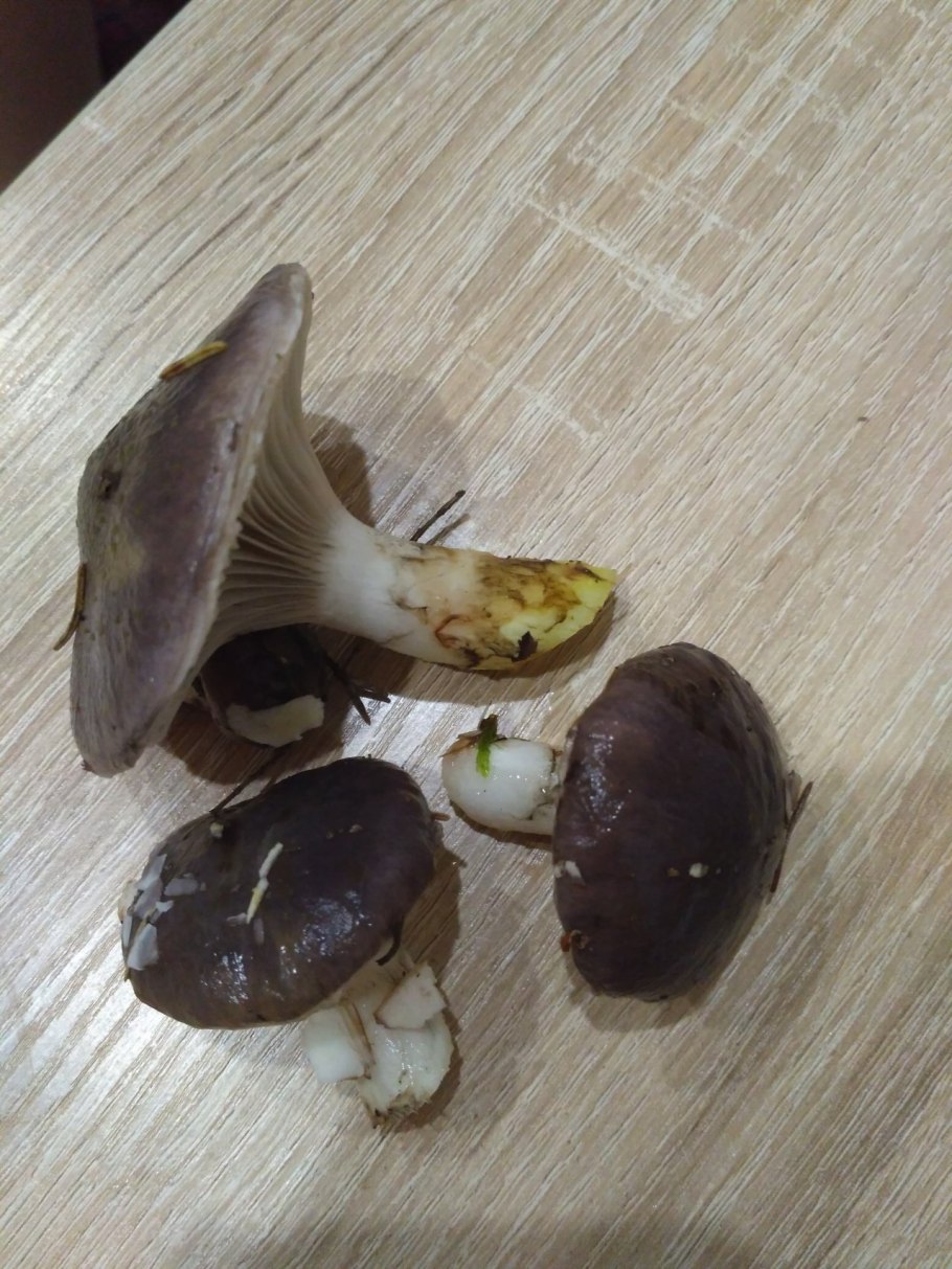 Хвойная мокруха