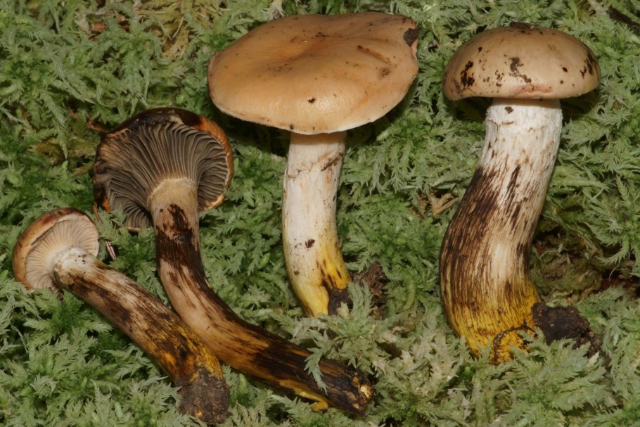 Gomphidius maculatus