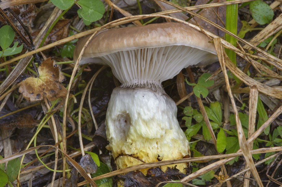 Мокруха пятнистая гриб