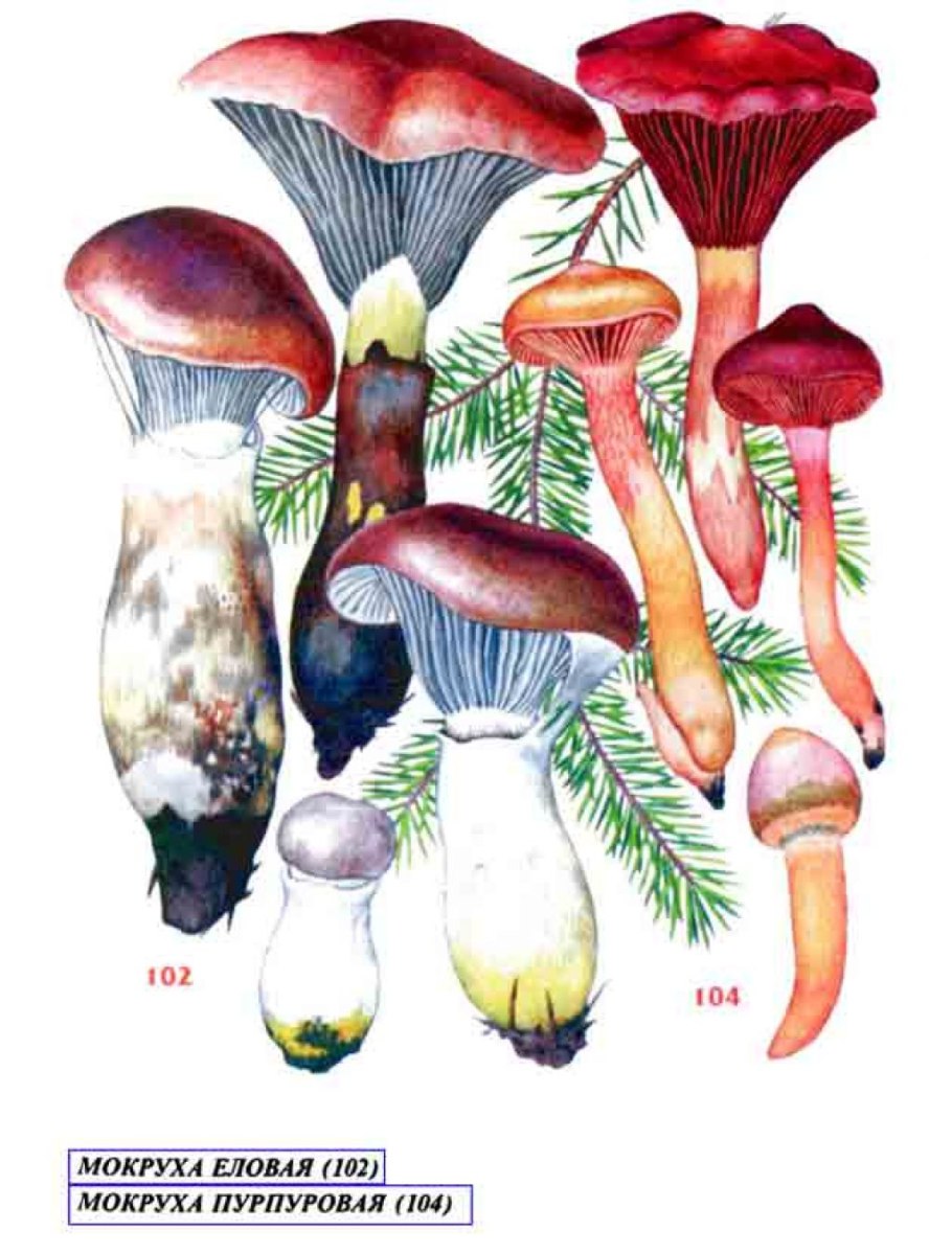 Мокруха Еловая съедобная