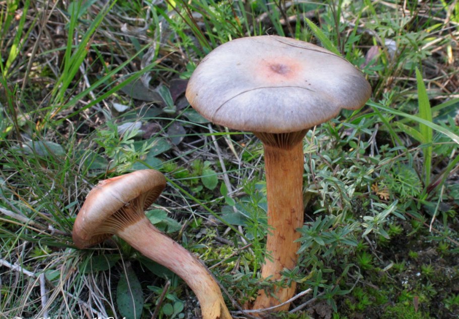 Гриб хвойника мокруха