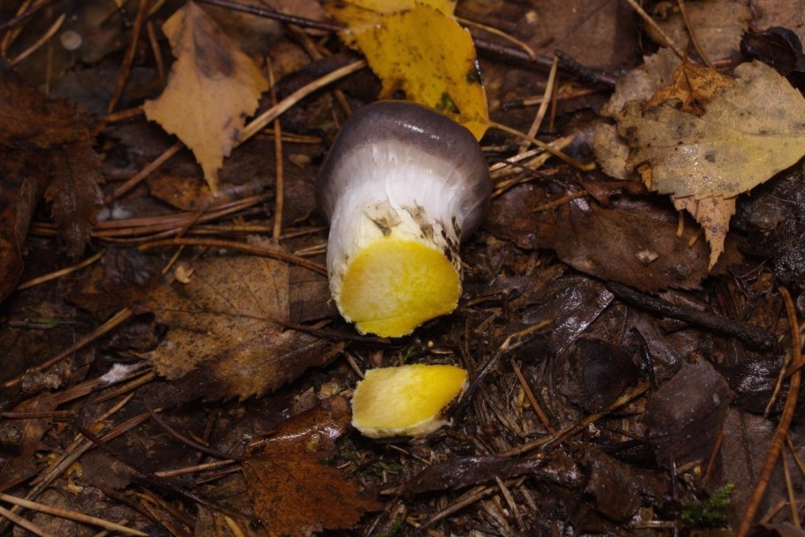 Гриб мокруха Еловая приготовление