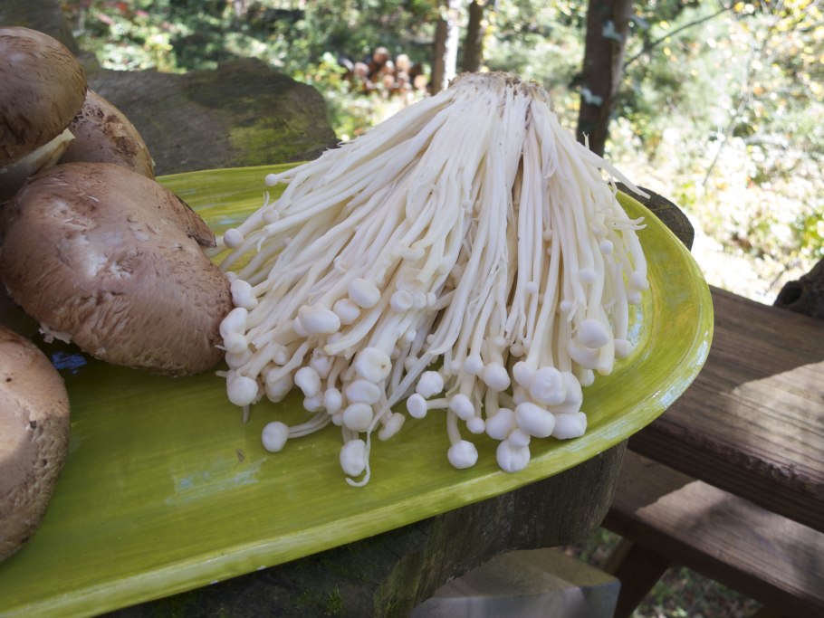 Грибы Эноки сушеные