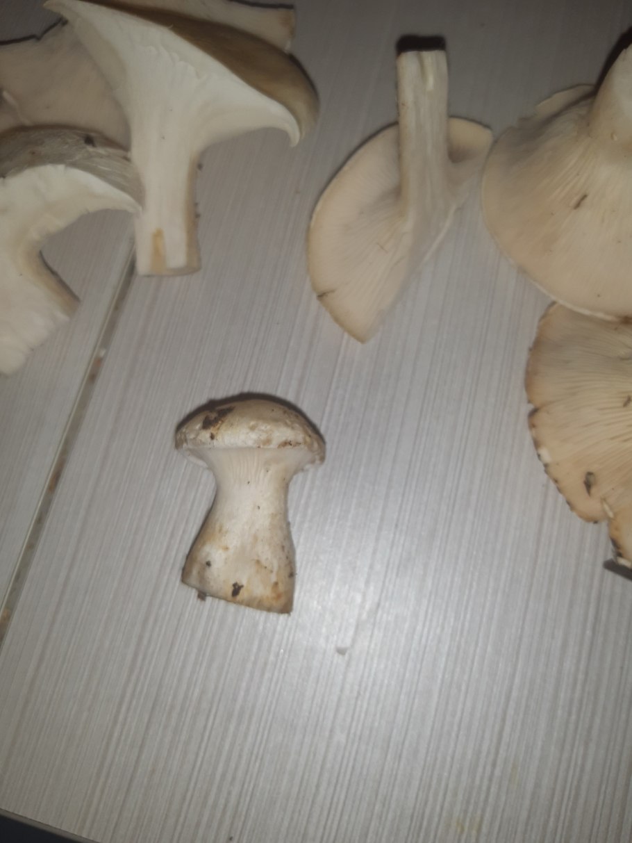 Грибы Саратовской области толстая ножка маленькая шляпка