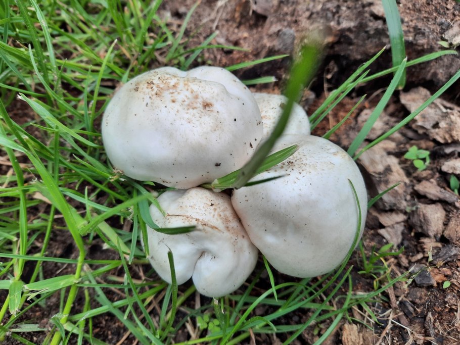 Сыроежка Чешуйчатая (Russula virescens)