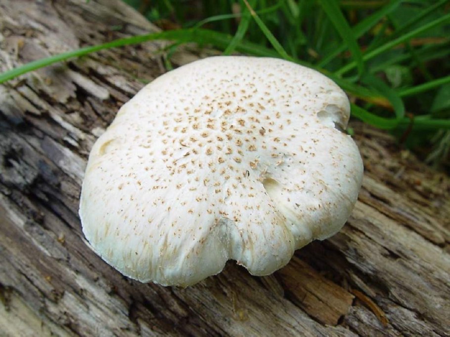 Грибок с белой шляпкой