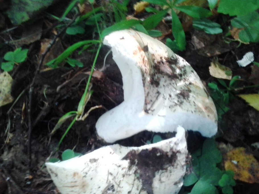 Большой гриб белого цвета пластинчатый