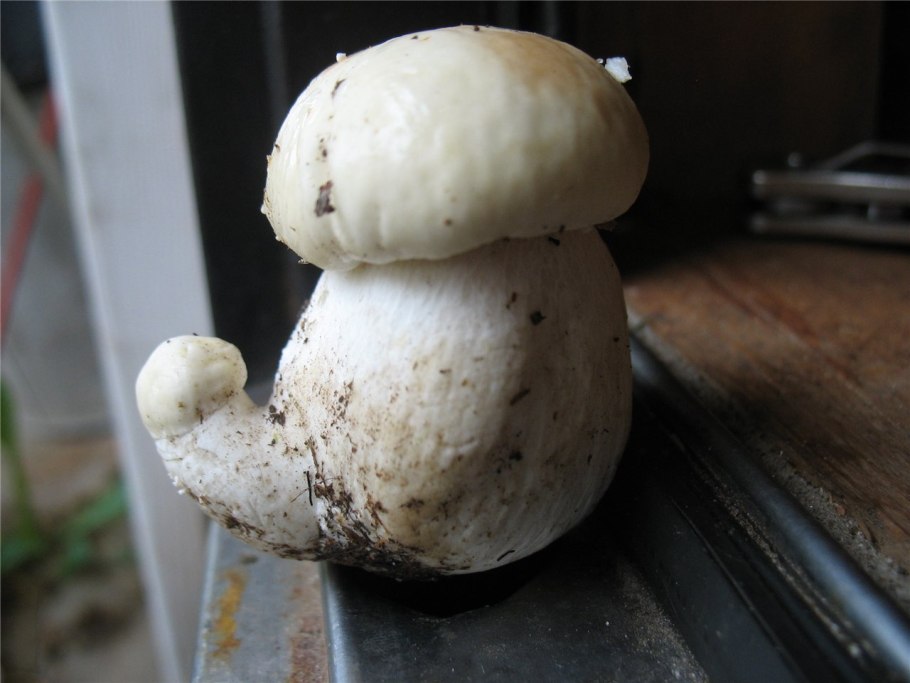 Гриб Печерица с толстой ножкой