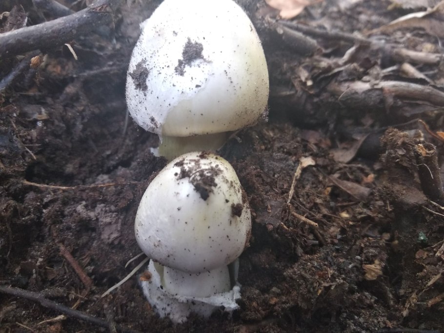 Поганки с толстой ножкой