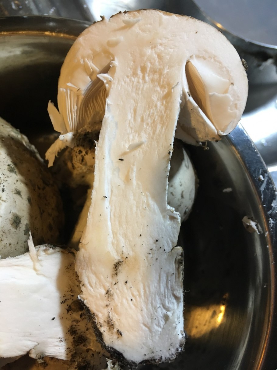 Рядовку белую — Tricholoma album