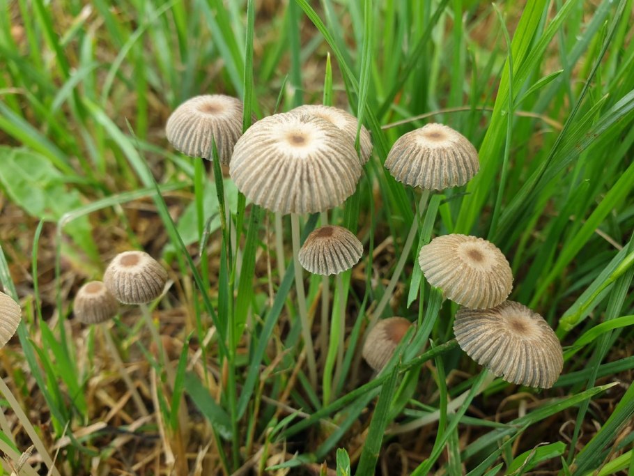 Parasola plicatilis