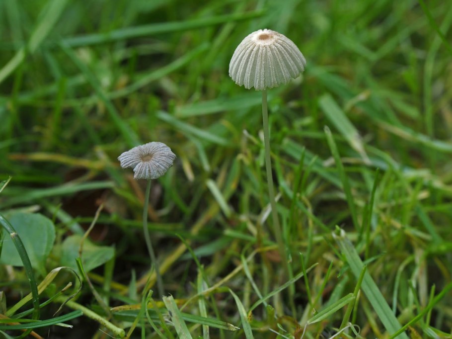 Навозник мерцающий Coprinus micaceus