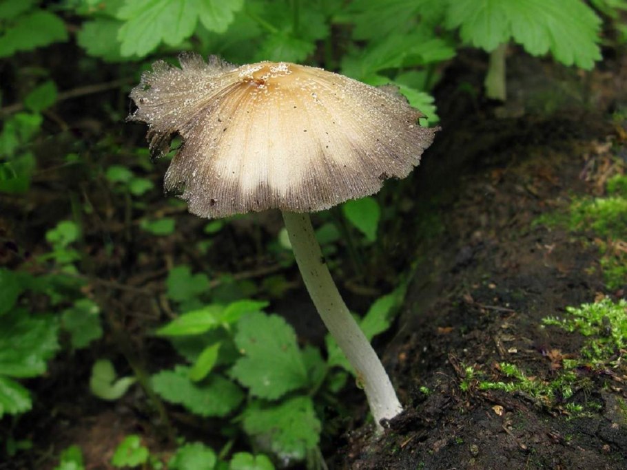 Coprinus auricomus