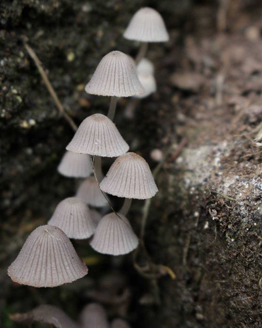 Panaeolus papilionaceus