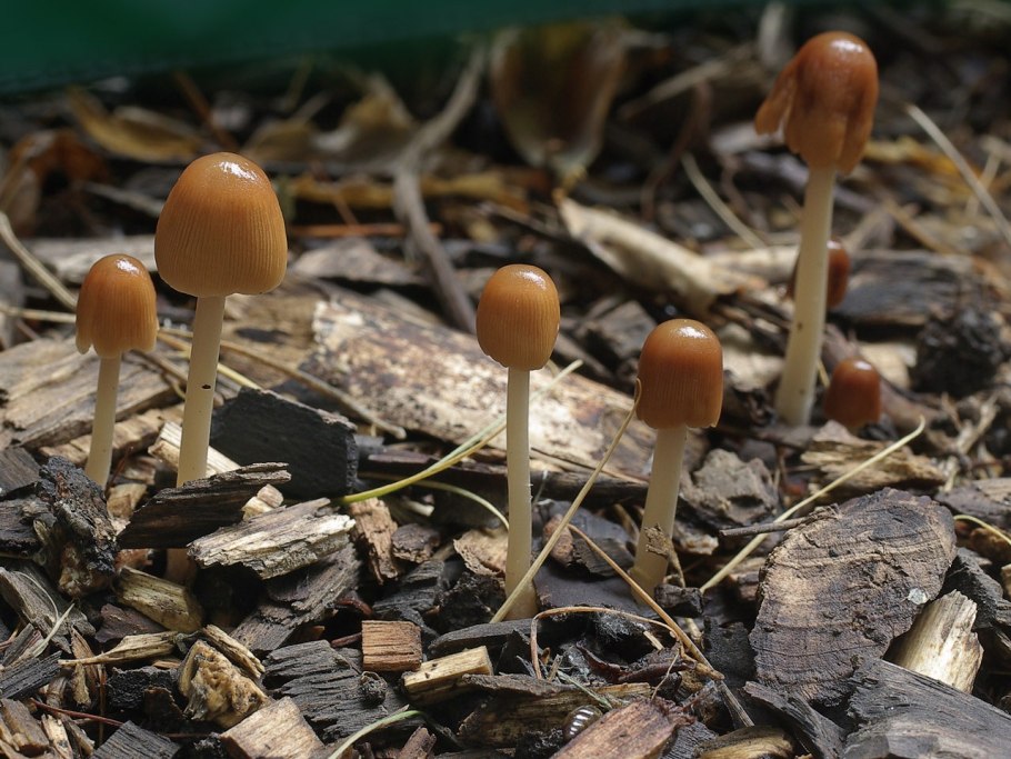 Навозник обыкновенный (Coprinopsis cinerea)