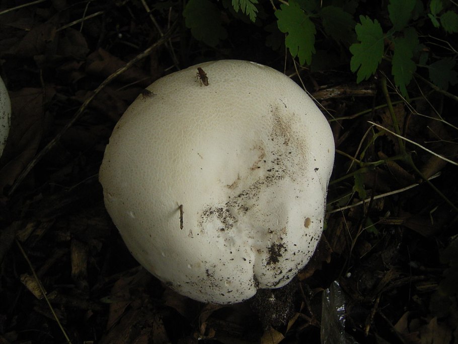 Гриб Рогатик коралловидный