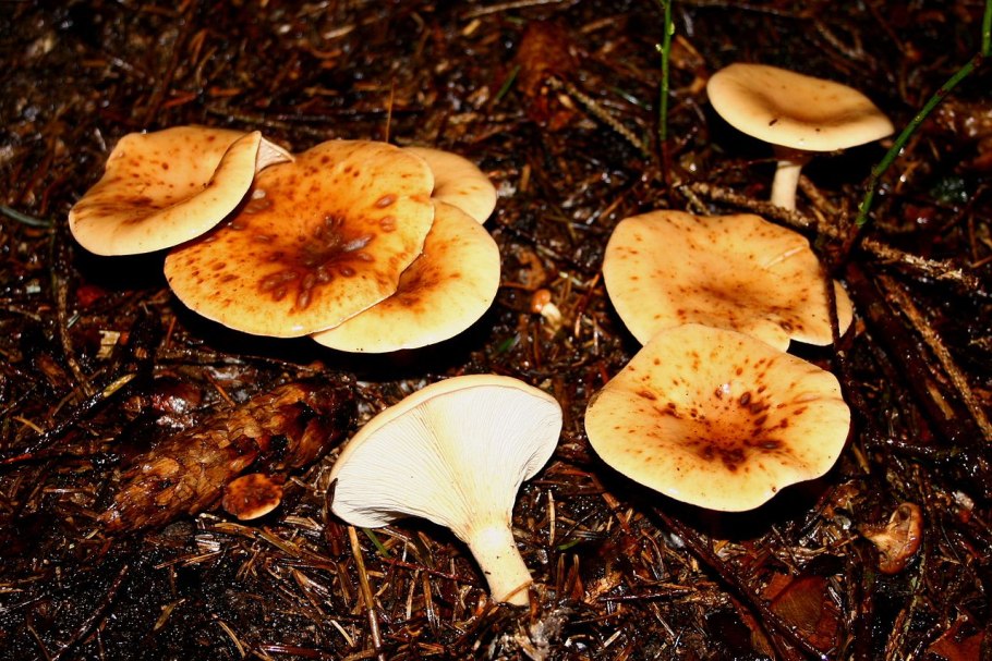 Почвенные грибы