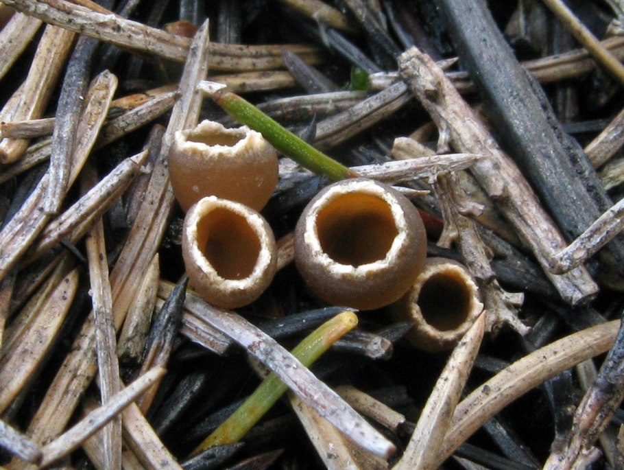 Бацидия лишайник