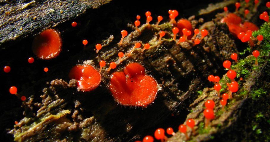 Несъедобные грибы заячьи уши