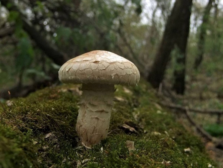 Грибы сапротрофы