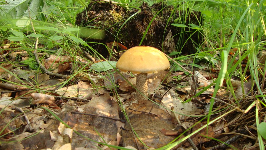 Растение лангерсмания