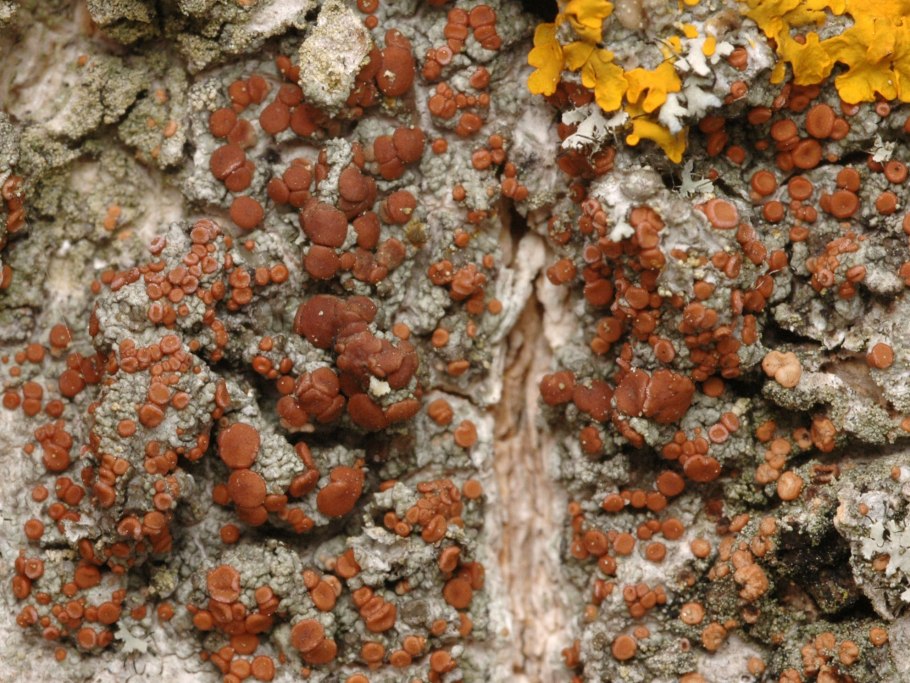 Грибы Алтая