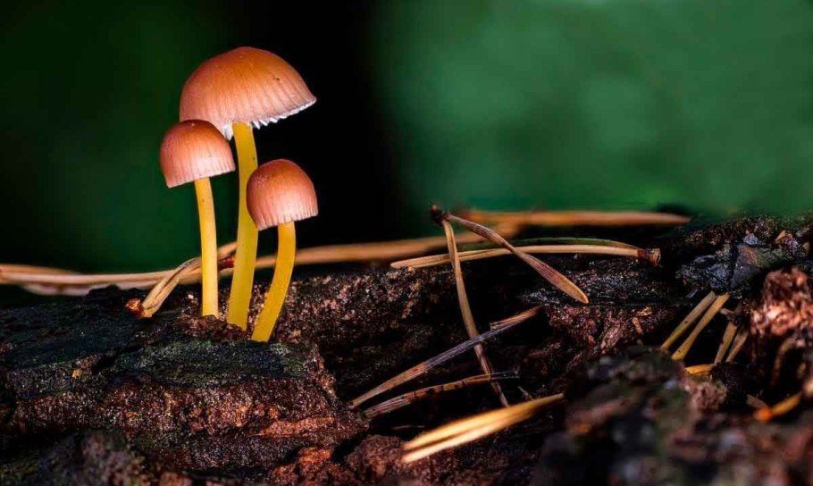 Шляпочные грибы сапротрофы