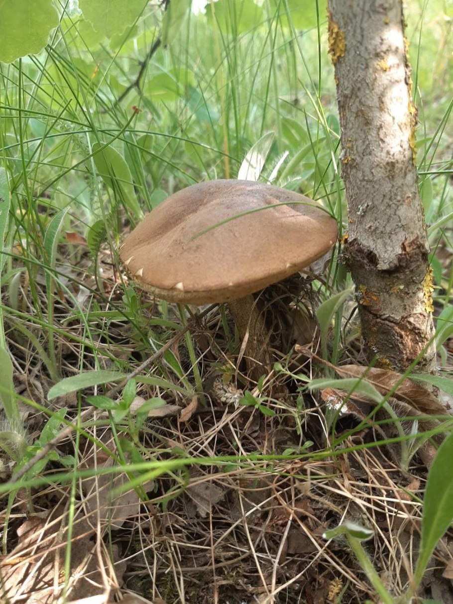 Гриб подберезовик