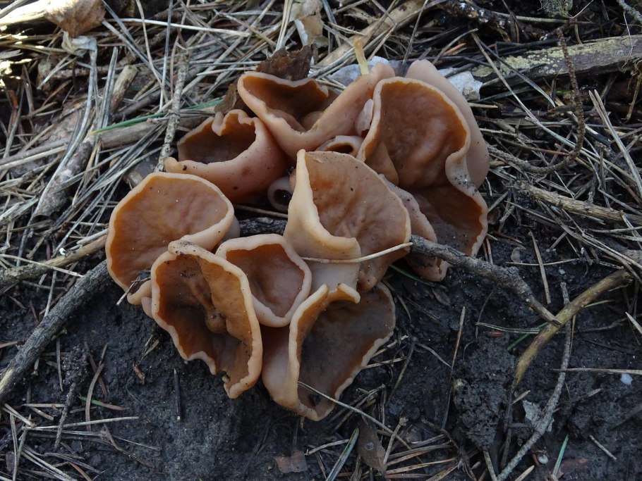 Звездовик четырехлопастный (Geastrum quadrifidum