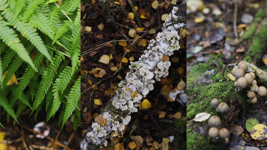 Июль грибы Коми