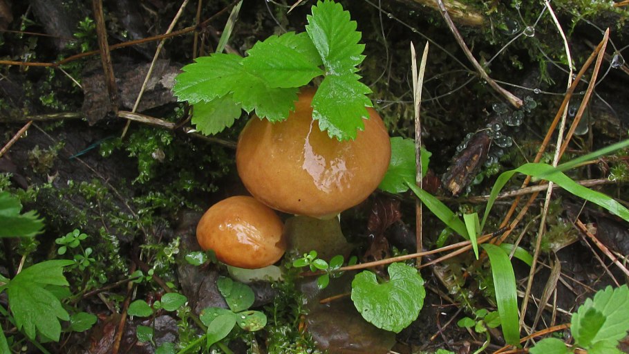 Гумусовые сапротрофы грибы