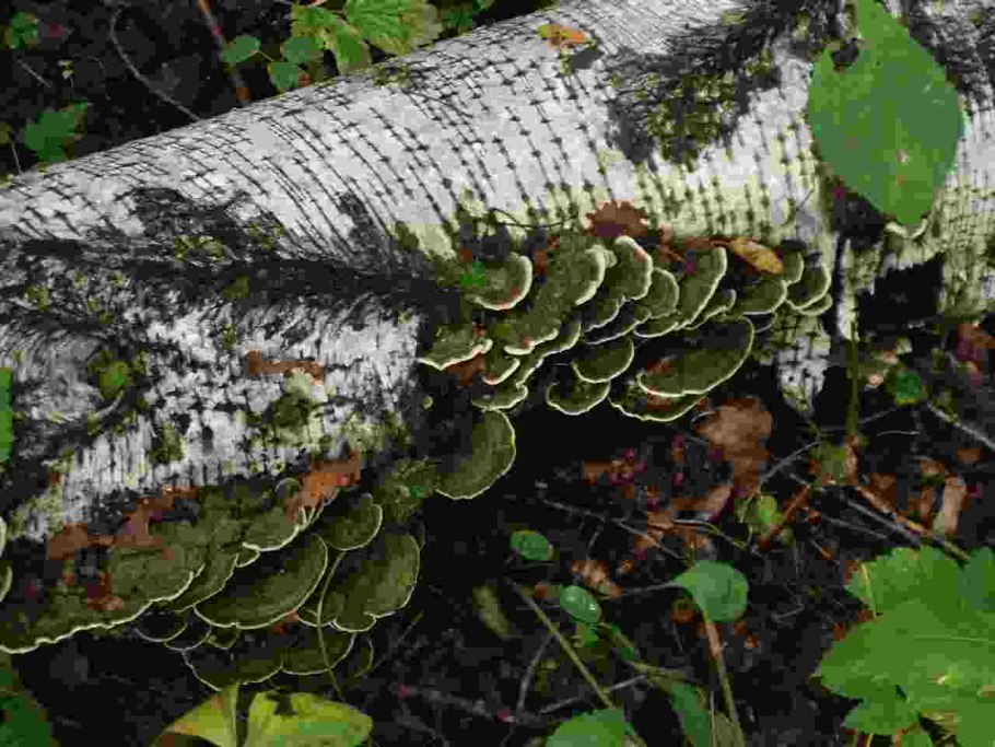 Светясеища грибы проект Мицена