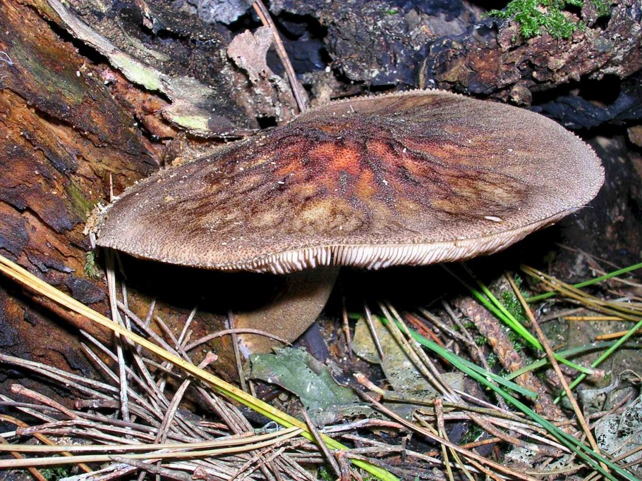 Грибы сапротрофы