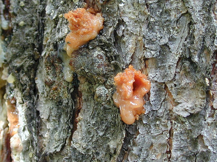 Заставка грибы на айфон