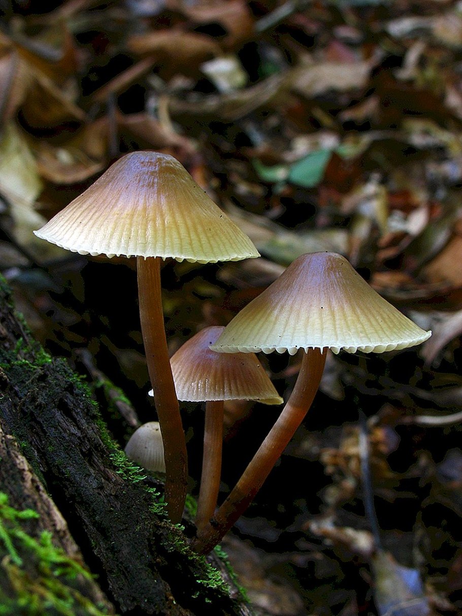 Мицена Mycena