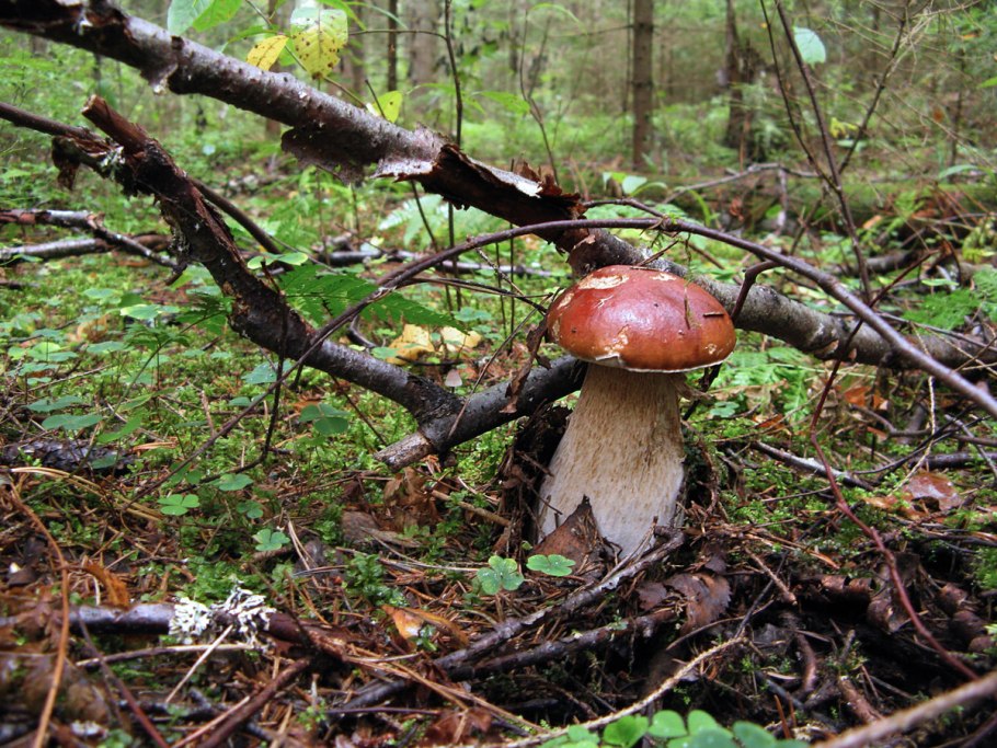 Моховик припорошенный гриб