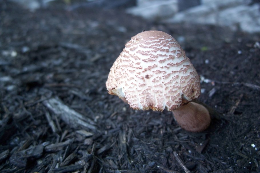 Leucoagaricus americanus