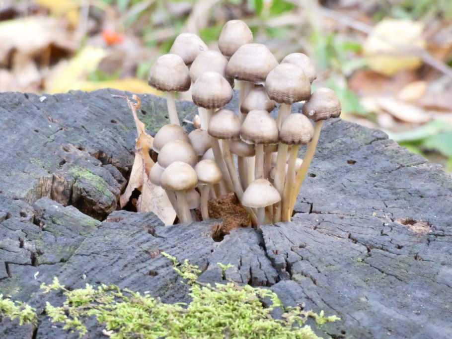 Mycena Haematopus