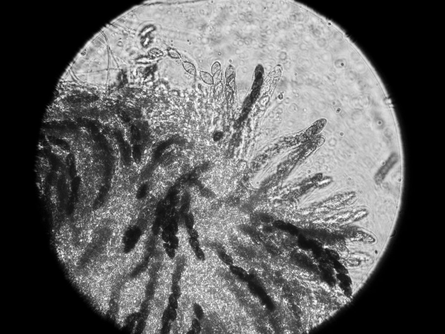 Дисцина гриб