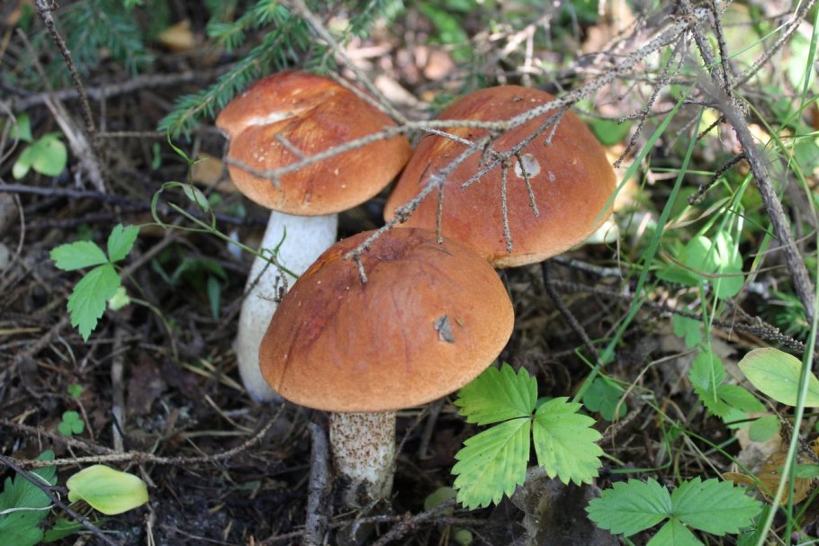 Бактерии сапротрофы