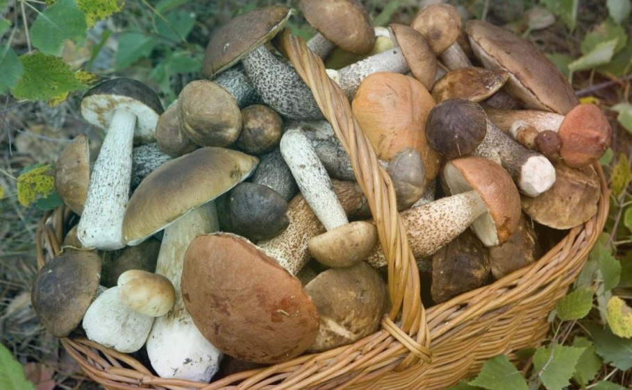 Бананы , грибы ,рыбу,яйца