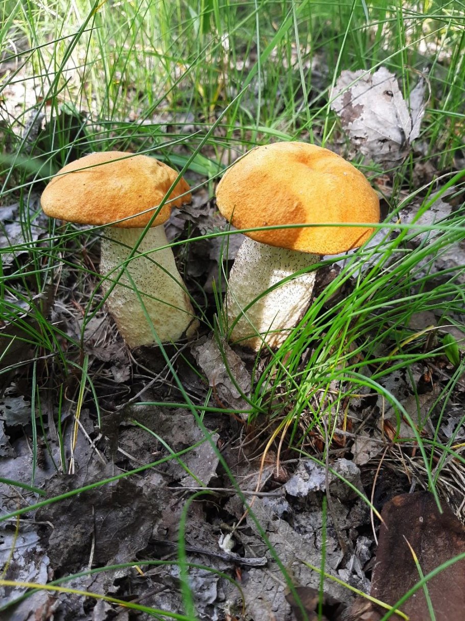 Ранние грибы