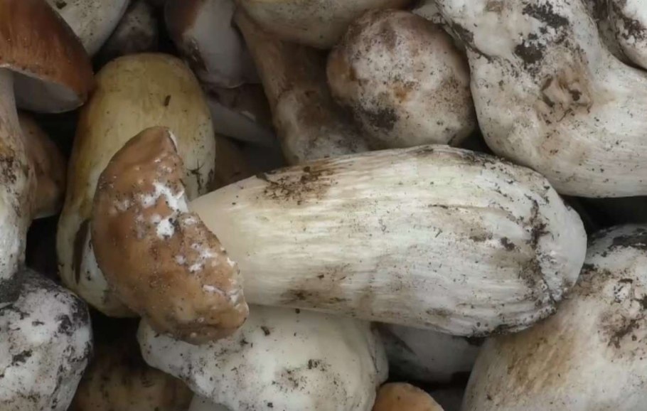 Съедобные грибы Греции