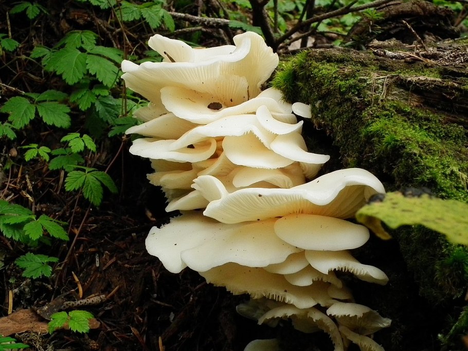 Грибная мода коллекция