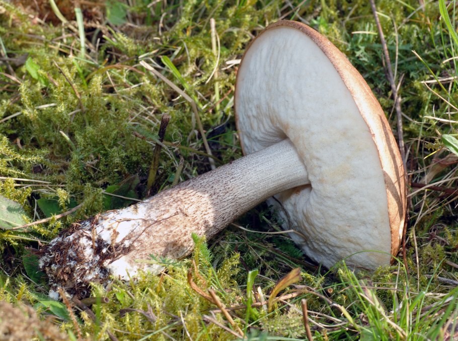 Шляпка Leccinum scabrum