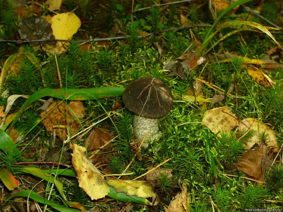 Leccinum scabrum Russian